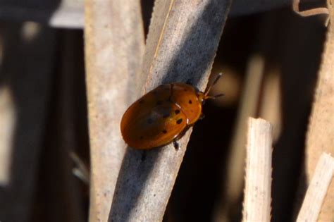 Argus Tortoise Beetle From Lacombe LA 70445 USA On April 14 2023 At