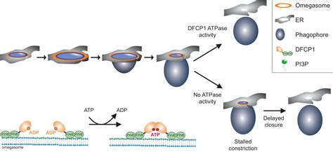 An Atpase Mediates Autophagosome Formation Cancell Centre For