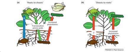 Long Distance Root Shoot Signalling In Plant Insect Community