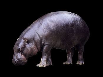 Malagasy Hippopotamus by Dylan613 on DeviantArt