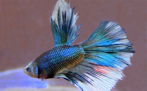 What is a Half Moon Betta fish? :: Vang Bettas