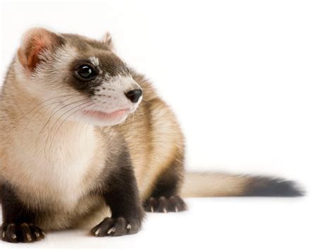 Cute Ferret Animal