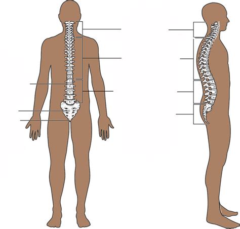 Vertebral Column Diagram Quizlet