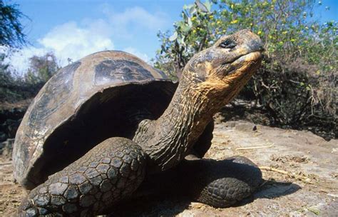 Hallan En Tortugas De Galápagos Adn De Una Especie De Tortugas Gigantes