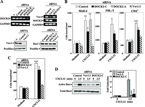 Cxcl12 Promoted Adhesion And Rac Activation Of Sirna Dock2 And Vav1