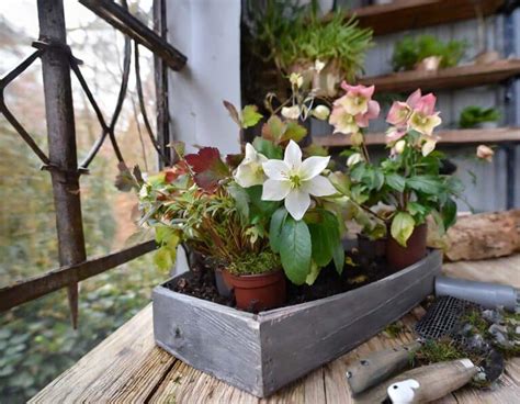 Choix De Plantes Pour Une Jardini Re D Automne Et D Hiver