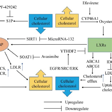 Role Of Lipid Rafts Cholesterol Precursors And Oxysterols In The