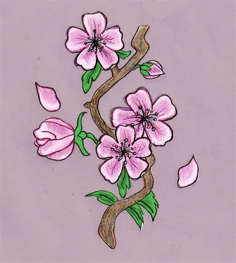 Cherry Blossom Drawing by HelloKitten20 on DeviantArt