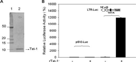 Expression Purification And Biological Activity Rtat A