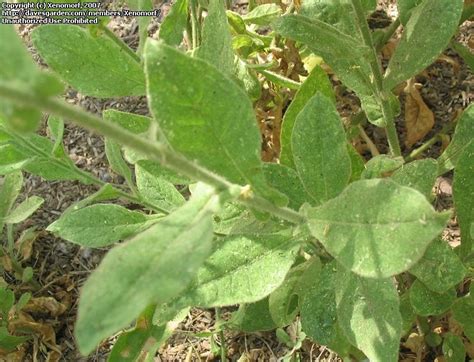 PlantFiles Pictures Nicotiana Species Desert Tobacco Nicotiana