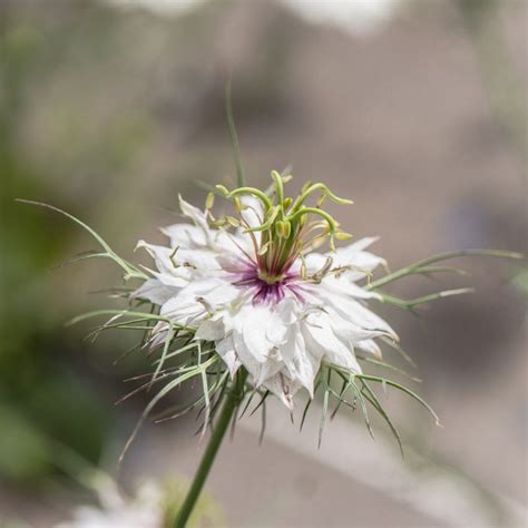 Nigelle De Damas Albion Black Pod