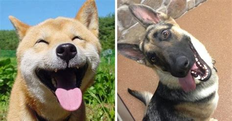 Fotografías De Los 25 Perros Más Felices De Todo El Planeta