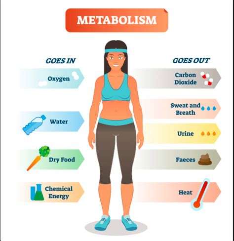 Slow metabolism, the definitive test for weight loss | City Telegraph