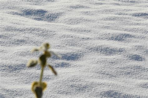 Garten Pflanze Schnee Verschneite Kostenloses Foto Auf Pixabay Pixabay