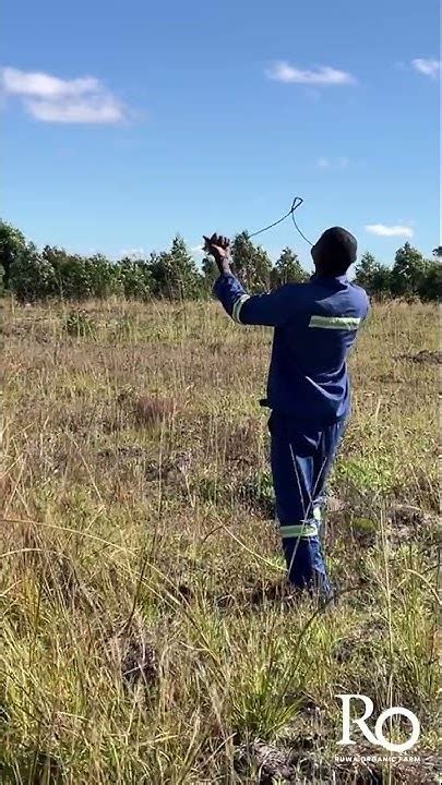 Finding Water Ruwa Organic Farm Water Dowsing What Is Water