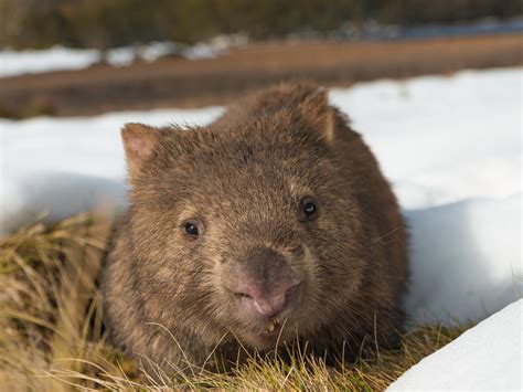 Why Wombats Dont Cut Corners Scientists Discover How They Produce