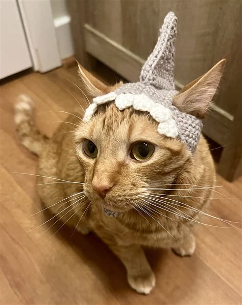 Cat In Shark Costume