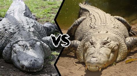 Jacar Vs Crocodilo Qual Mais Poderoso Youtube