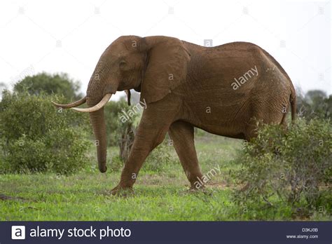 Tsavo Elephant Hi Res Stock Photography And Images Alamy