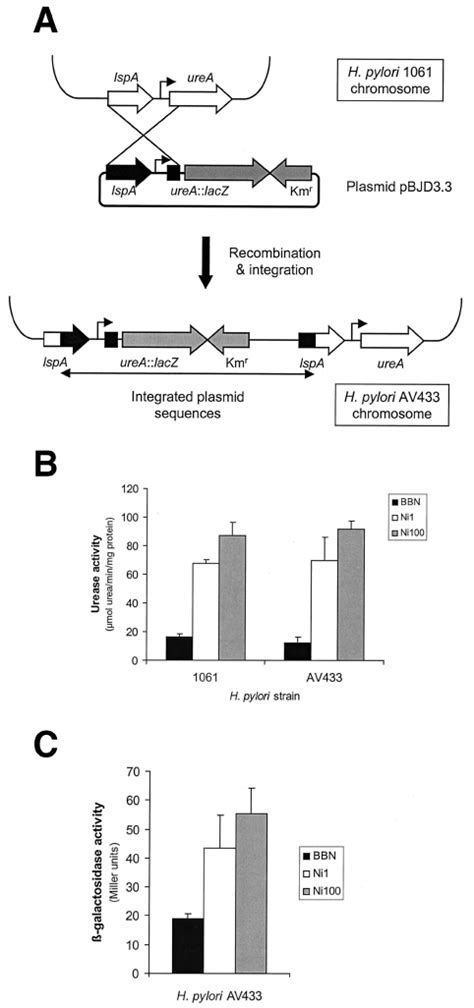 Effect Of A Fur Mutation In H Pylori 1061 On Nickel Respon Sive