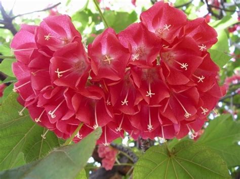 Rare Dombeya Cacuminum Evergreen Tree 8 Seeds Strawberry