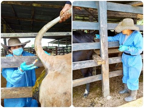 El ICA Lidera Jornada De Muestreo Para El Control De Brucelosis Bovina