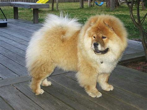 Chow Chow Dogs Latest Facts And Pictures | All Wildlife Photographs