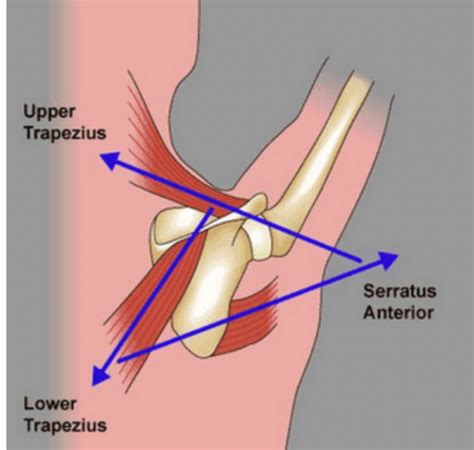 Phth Msk Lecture Shoulder Examination Flashcards Quizlet