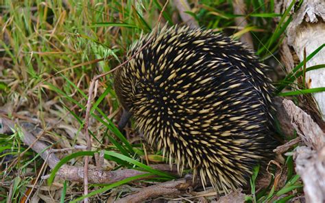 Torpor: a neat survival trick once thought rare in Australian animals ...