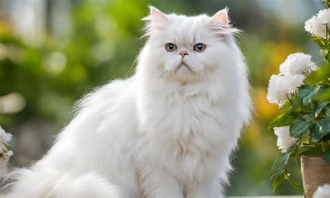 White Persian Cats Graceful Companions Persian Cats