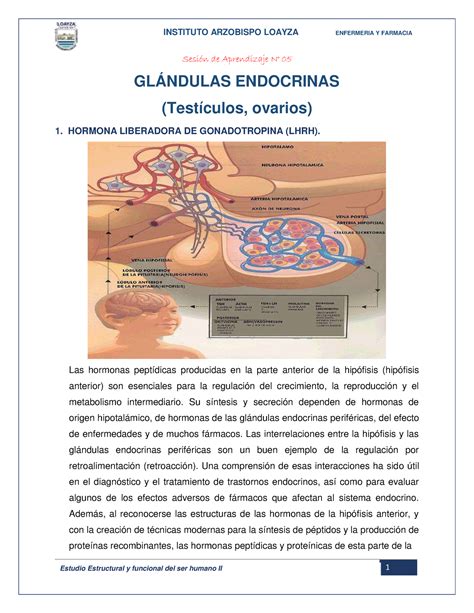 Sesion N 5 estudio estructural y funcional del ser humano II Sesión