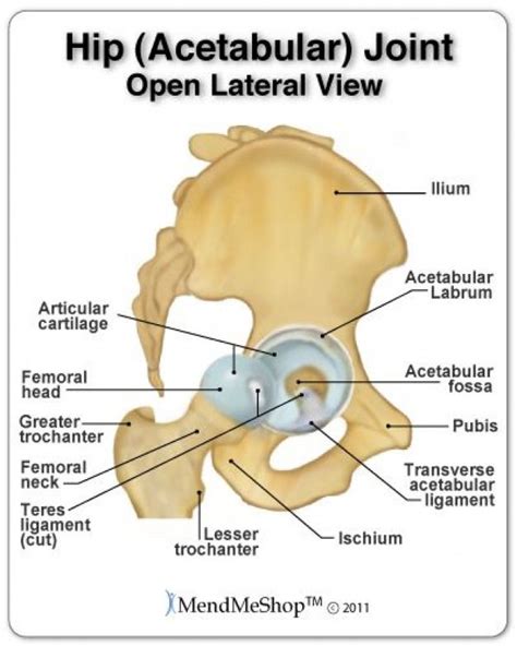 The hip joint where the femoral head meets the acetabular fossa is a ...