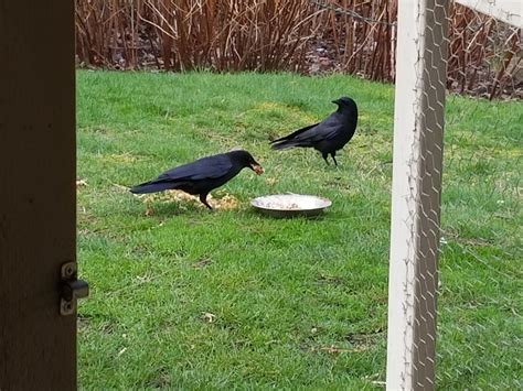 The Bonded Mating Pair Of Crows That Have Taken Up Residence In My