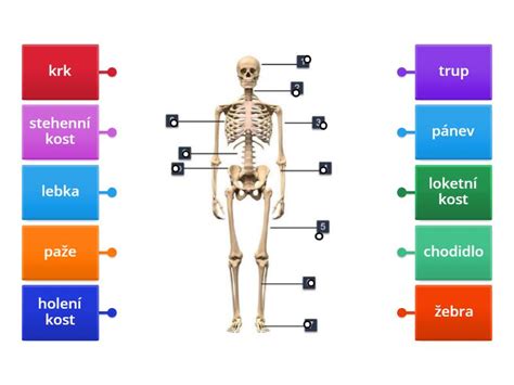 Popis Kostry Labelled Diagram