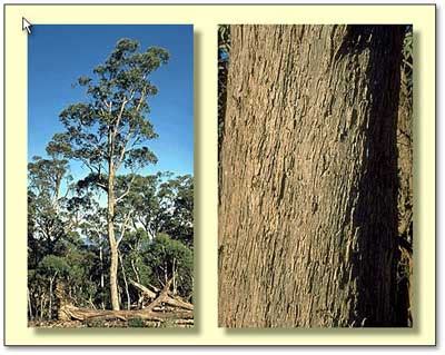 Eucalyptus dives - tree, bark