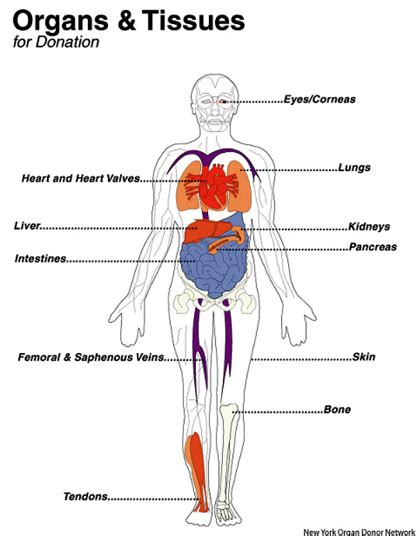 1. Organ Donation Overview - Dre_Organ_Donation_ Project