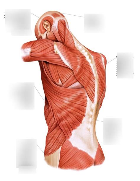 Trunk Muscles Cont Diagram Quizlet