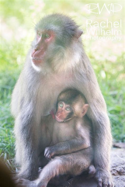 RWP Wildlife: Nursing Baby Monkey