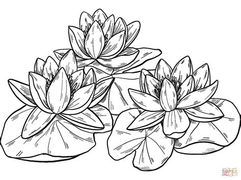 Water Lilies Coloring Page Free Printable Coloring Pages