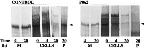 Fibrillin 1 Fbn1 Mutations In Patients With Thoracic Aortic Aneurysms Circulation