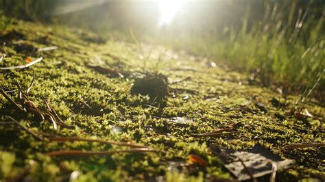 Hintergrundbilder Natur Blurry Background Makro Verschwommen