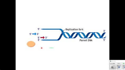 Dna Replication Video Youtube