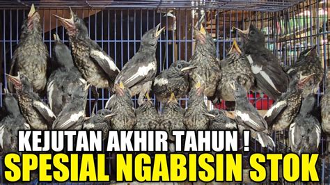 UPDATE HARGA BURUNG LOLOHAN AKHIR TAHUN 2023 DI KIOS PASAR PRAMUKA