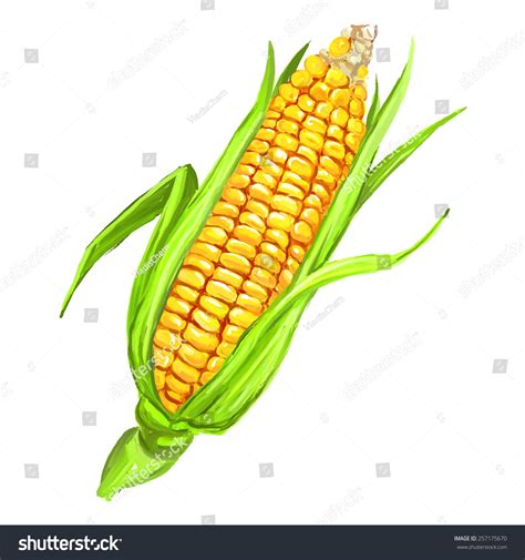 Corncob Vector Illustration Hand Drawn Painted Stock Vector (Royalty ...