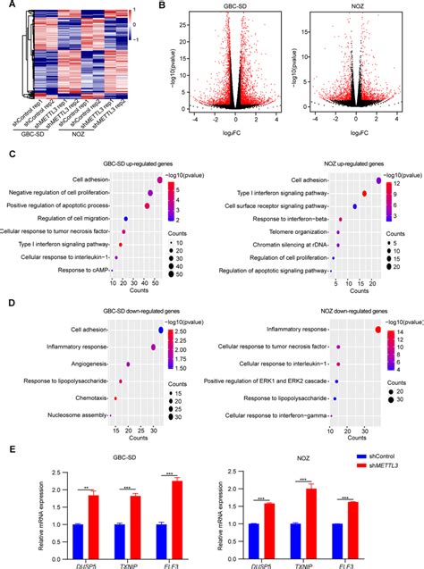 Mettl Regulated The Expression Of Several Tumor Suppressor Genes A