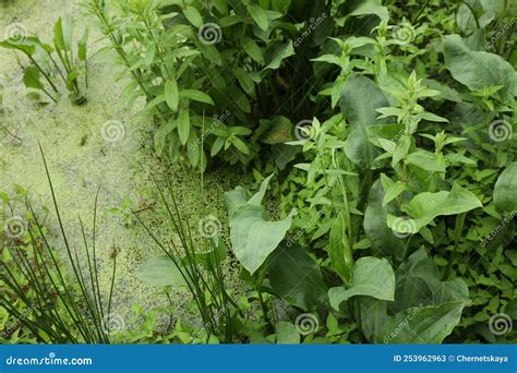 Beautiful View Green Swamp With Different Wild Plants Stock Image