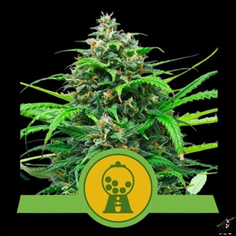 Pink Runtz Auto Royal Queen Seeds