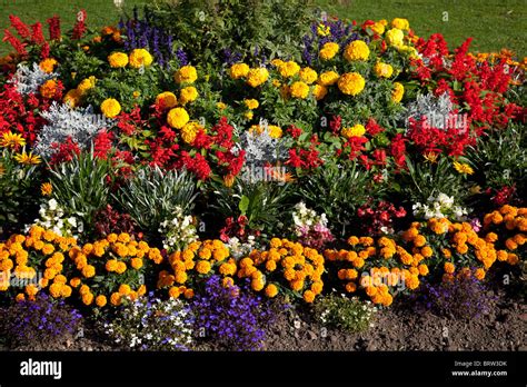 Colourful Flowers Garden Border Orange Yellow Red Uk Stock Photo Alamy