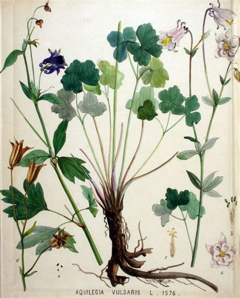 Oude Afbeeldingen Van Wilde Akelei Aquilegia Vulgaris