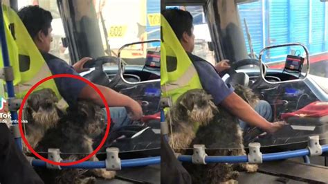 Conductor De Transporte Público Trabaja Con Sus Dos Perritos Al Lado Y